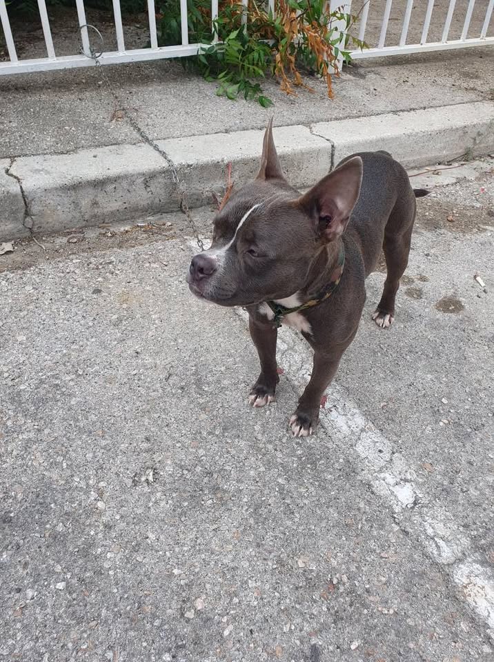 pitbull ku bully