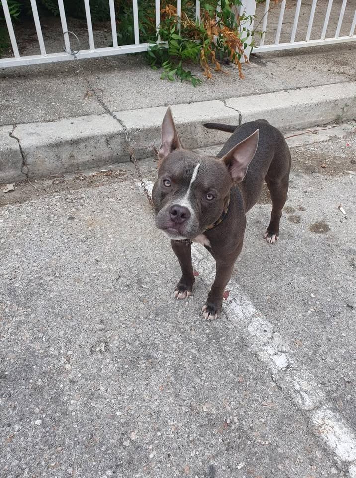 pitbull ku bully