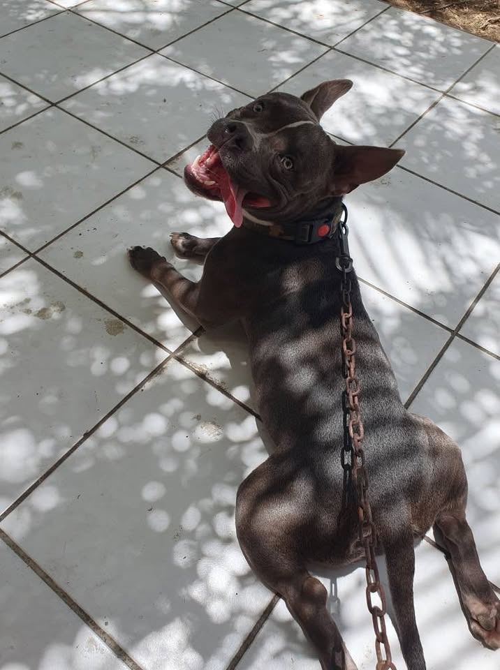 pitbull ku bully